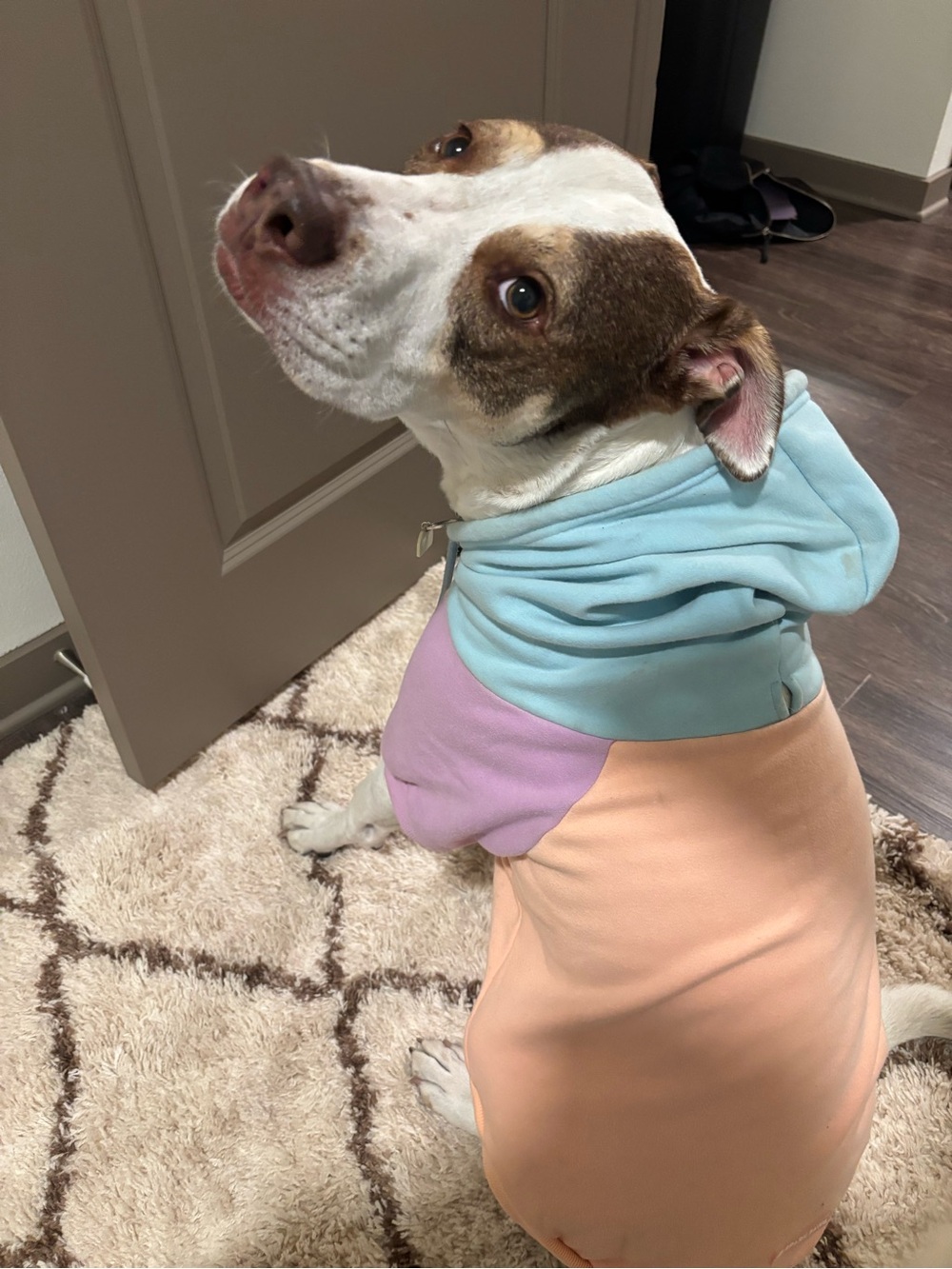 Pastel Colorblock Dog Hoodie